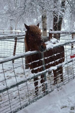 Raudi in the snow